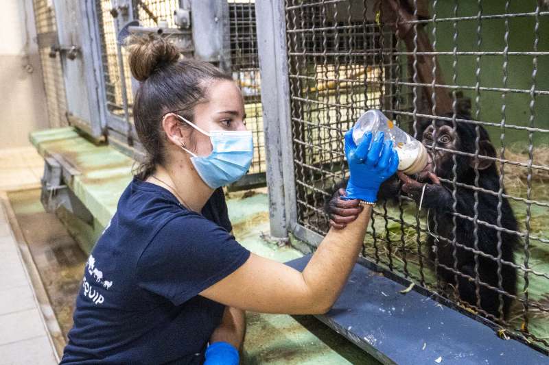 El chimpanc Ekon recibiendo el bibern por el equipo de cuidado animal de BIOPARC EPDA