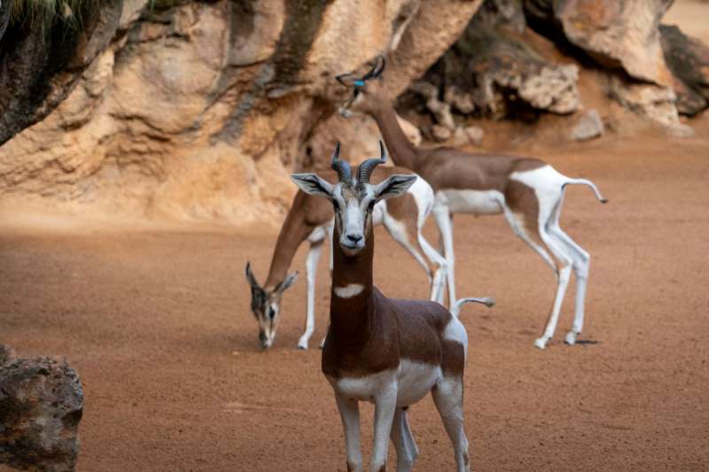 Tres gacelas Mhorr en la sabana africana de BIOPARC Valencia.  EPDA