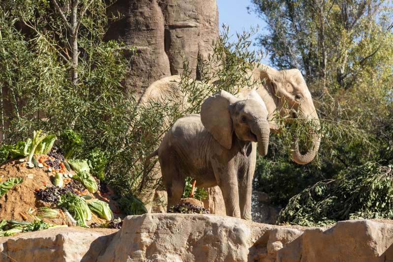 Malik, el elefante de BIOPARC, cumple dos años rodeado de celebración. EDPA