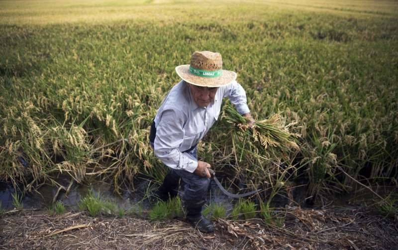 Un segador trabaja en un campo de arroz. /EPDA 