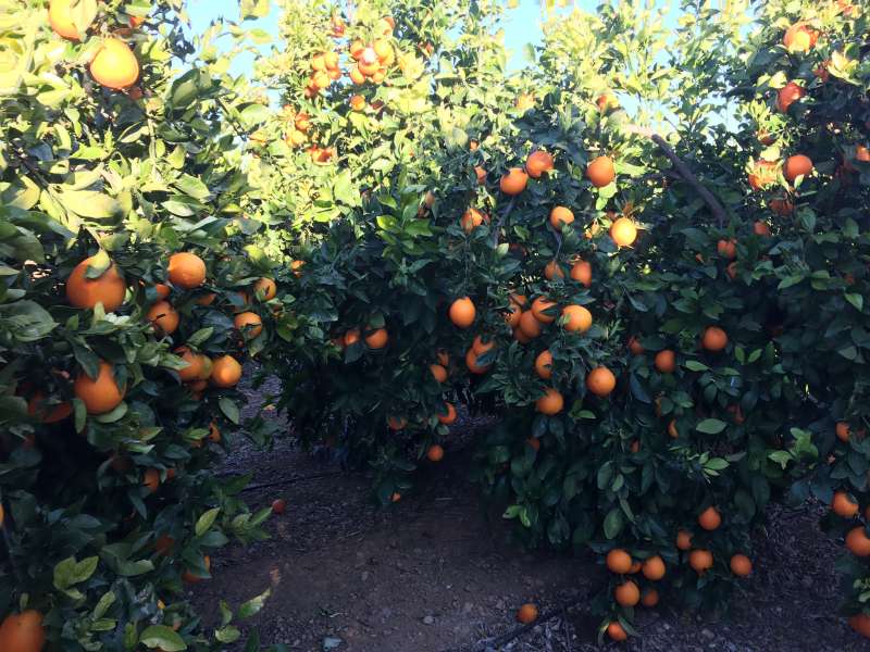 Huerto de naranjas de la comarca. JSM. 