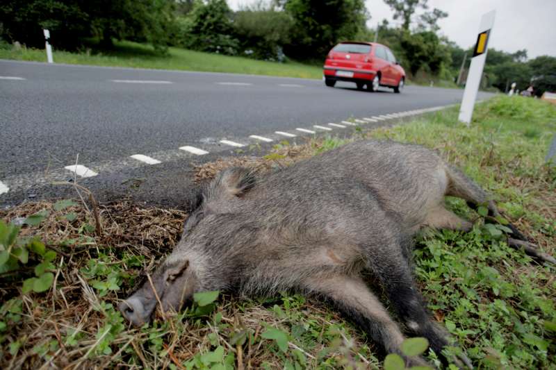 Un jabalí yace muerto en la cuneta de una carretera tras haber sido atropellado. EFE/ Cabalar/Archivo
