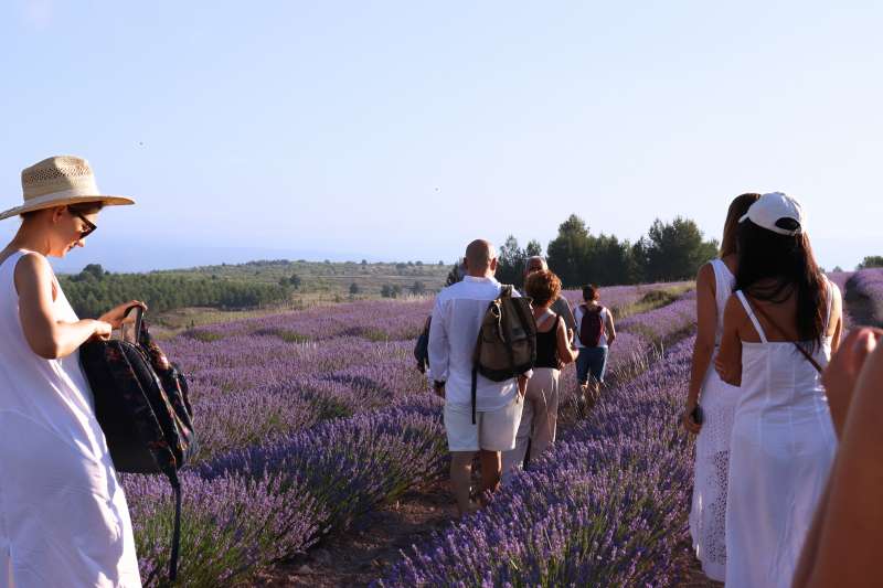 Visita a Entre Campos de Lavandas de Ecoaromuz (Ademuz). ALBA MARTNEZ VICENTE