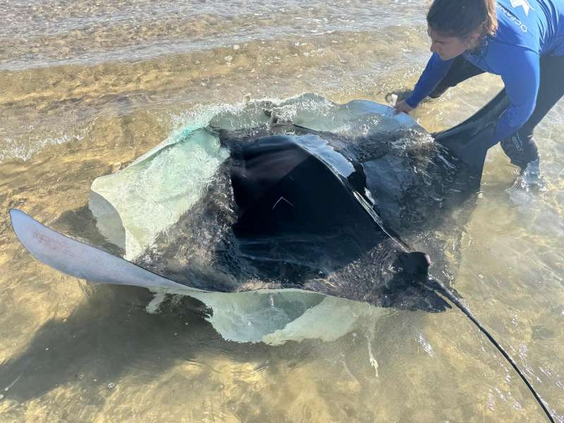 Una tcnico de la Fundacin Oceanogrfic con una manta en la playa de Oliva.  EPDA