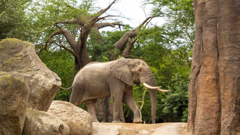 Tooth, el macho de elefante africano en la sabana de BIOPARC Valencia. EPDA
