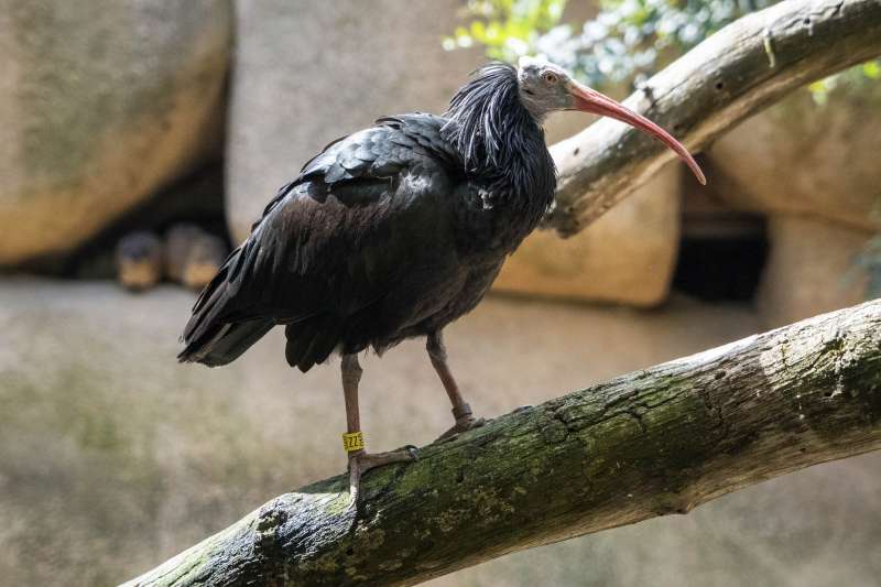 Ibis eremita en el BIOPARC Valencia. EPDA