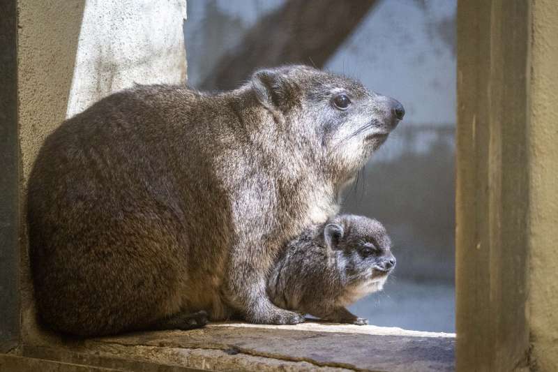 Pareja de damanes. EPDA
