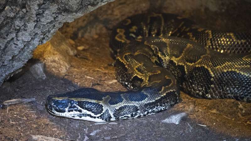 Pitón de Seba en la sabana de BIOPARC Valencia. / EPDA