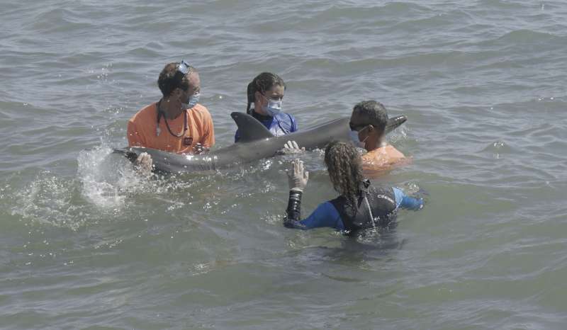 Los veterinarios de la Fundación Oceanogràfic atienden al delfín en mar abierto. EPDA