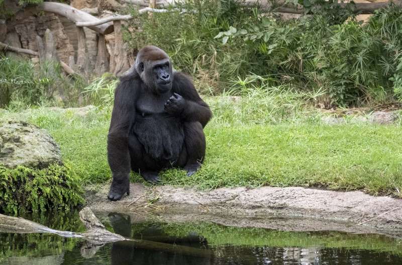 La hembra de gorila Nalani en la selva de BIOPARC Valencia. EPDA