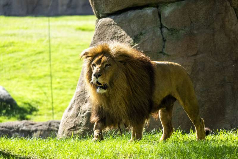 Con la doble promocin infantil BIONadal se puede elegir la visita de 1 da o 1 ao por el importe simblico de 1? que se dedicar a acciones solidarias a travs de la Fundacin BIOPARC