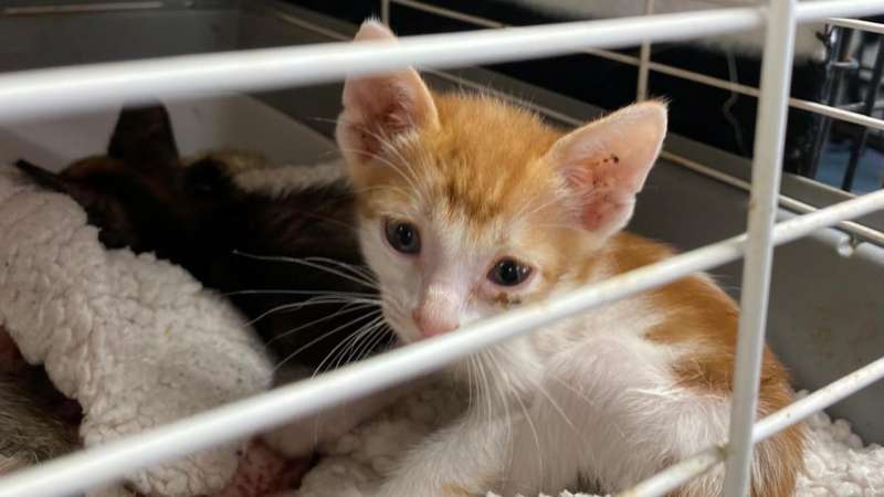 Uno de los ocho gatos rescatados y ahora atendidos por la Oficina de Bienestar Animal EPDA
