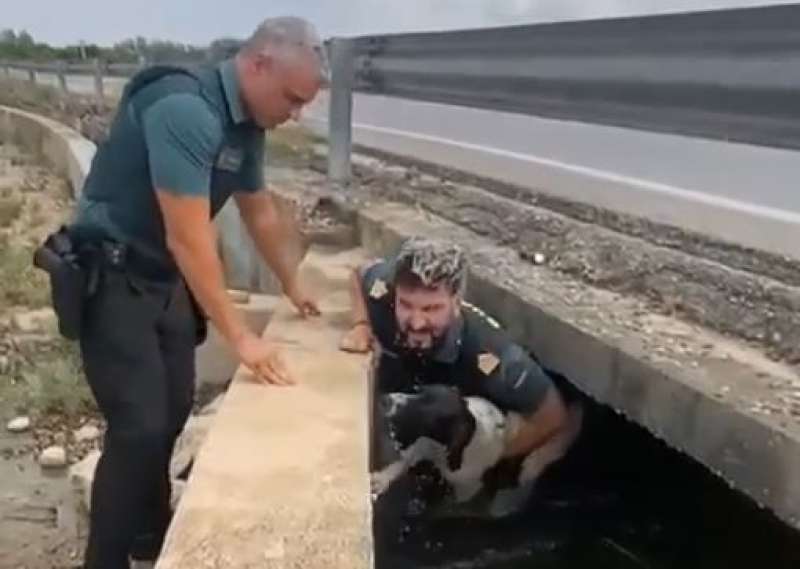 Un instante durante el rescate de un perro en una acequia entre Alberic y Castell. EPDA
