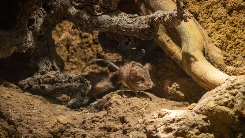 La singular musara�a elefante ya puede verse en Espa�a en la nueva instalaci�n de BIOPARC Valencia. EPDA