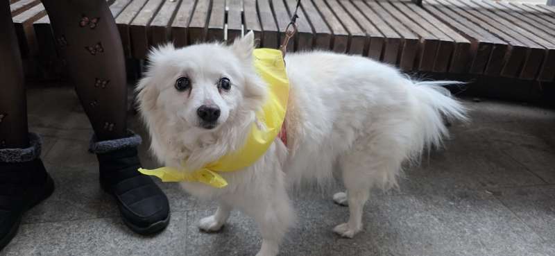 Un perro con el Mocador faller.EPDA