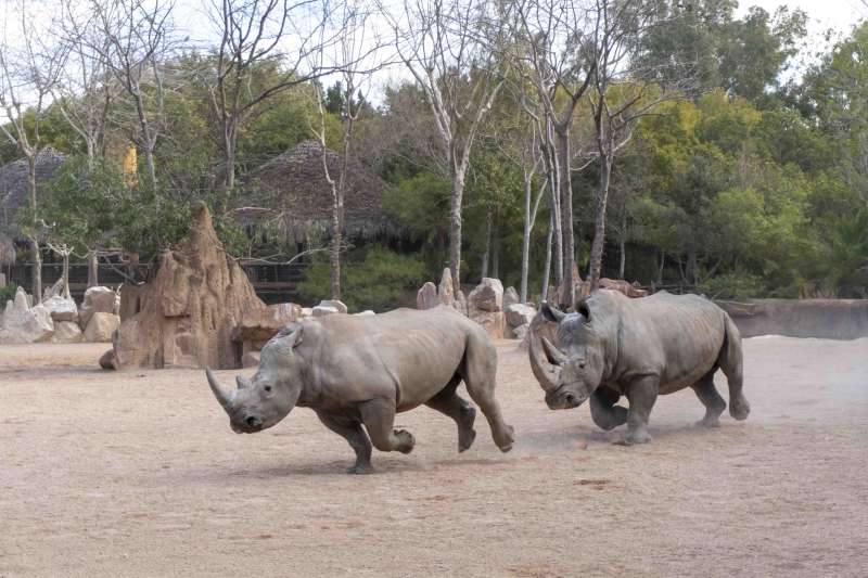 Rinocerontes en BIOPARC Valencia.EPDA