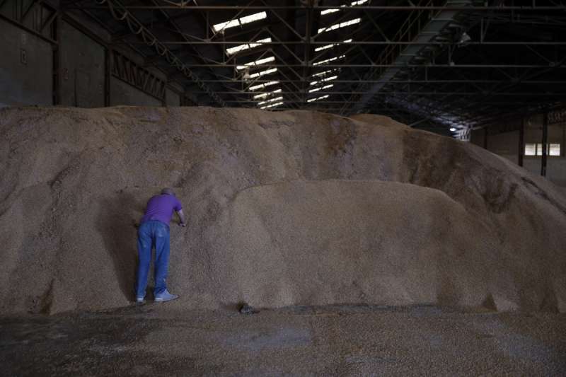 Un cooperativista comprueba el estado del arroz almacenado en la secadora de la Cooperativa Agrcola de San Pedro de Massanassa que ha quedado inutilizable por los efectos de las inundaciones provocadas por la dana del pasado 29 de octubre. EFEKai Frsterling
