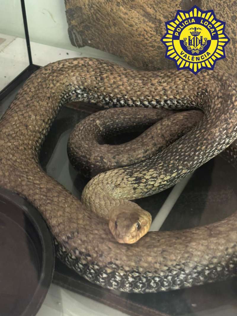 Imagen de la serpiente. EPDA