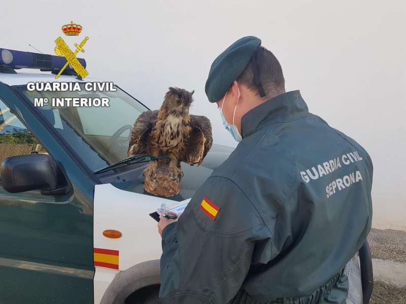 Foto cedida por la Guardia Civil con el búho real intervenido en Xàtiva. EFE