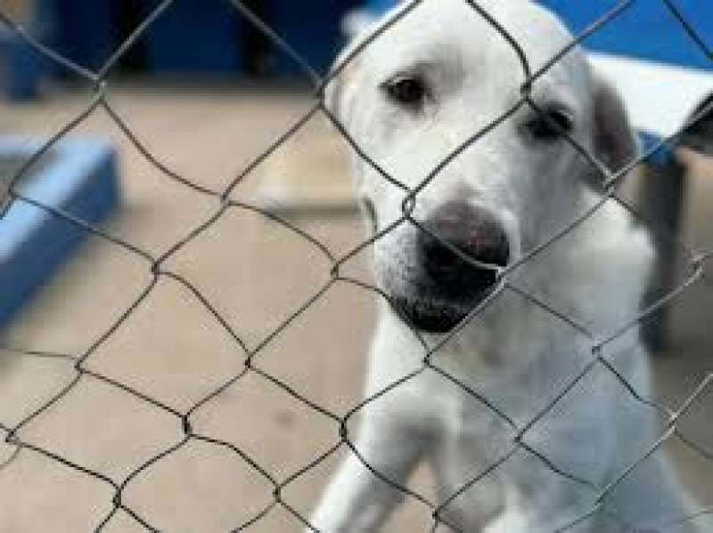 Perro en una protectora | EPDA