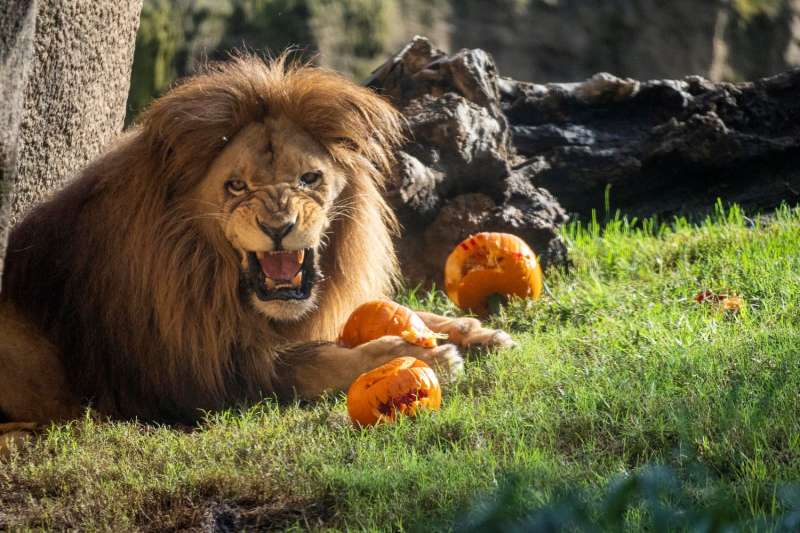 Un len disfruta de la celebracin de Halloween en BIOPARC Valencia.  EPDA