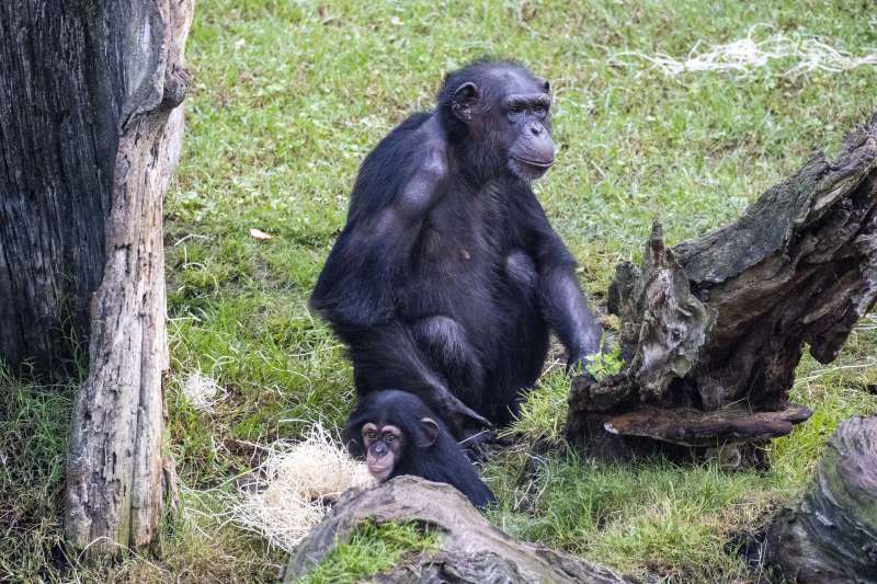  La chimpanc Eva y Ekon en la selva de BIOPARC Valencia EPDA