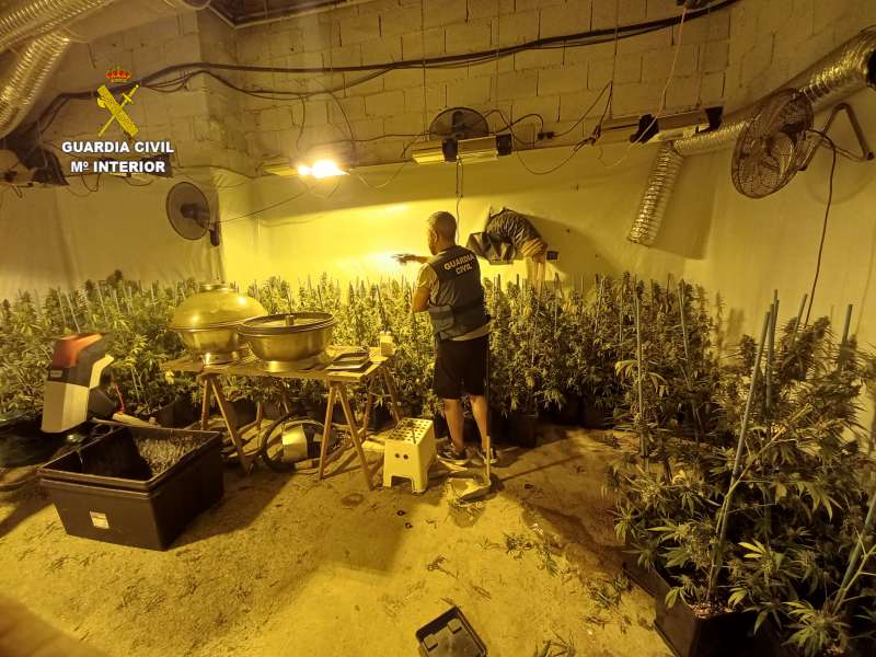 Las plantas de marihuana en el interior de la vivienda. GC