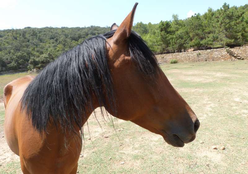 Imagen de archivo de un caballo. EPDA