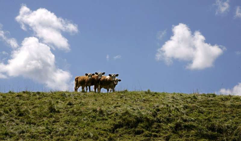 Imagen de archivo de unas vacas. /EPDA