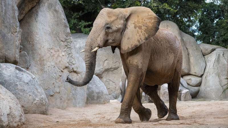 La elefanta Miri, fallecida tras un incicente con otro ejemplar.  Foto: Bioparc Valencia