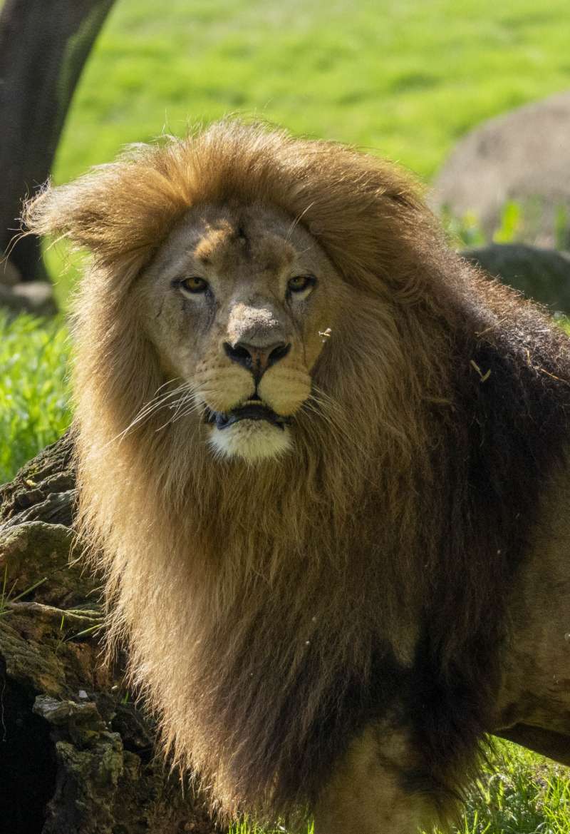 Día Mundial del León en BIOPARC Valencia./EPDA