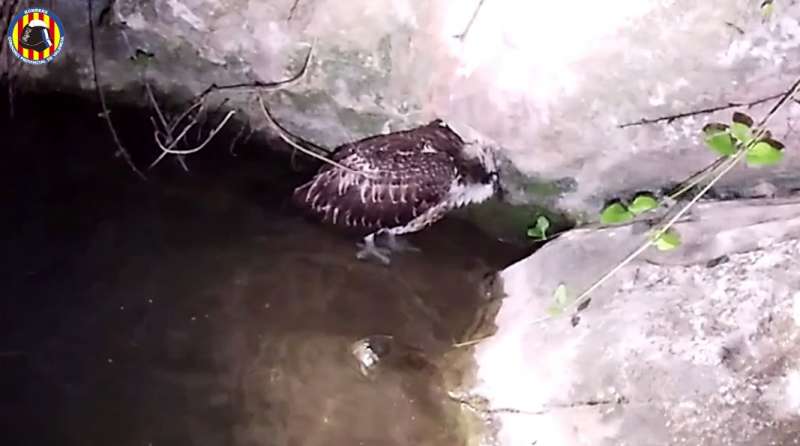 El águila pescadora atrapada en el río