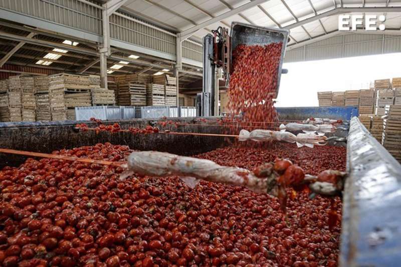 Los camiones cargan los 120.000 kilos de tomate en la nave de Buol donde se han almacenado. EFEManuel Bruque