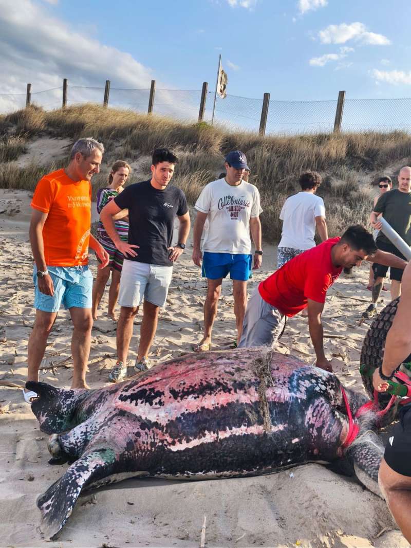 Imagen del cadver de tortuga lad encontrado en El Saler. EFEONG Xaloc Mar
