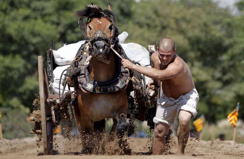 Imagen de archivo de un hombre tira del caballo durante el concurso de tiro y arrastre en València. /EFE /Kai Försterling