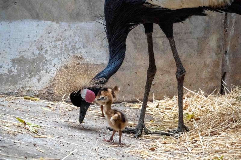 Nacimiento de grullas coronadas cuellinegras en BIOPARC Valencia.  EPDA
