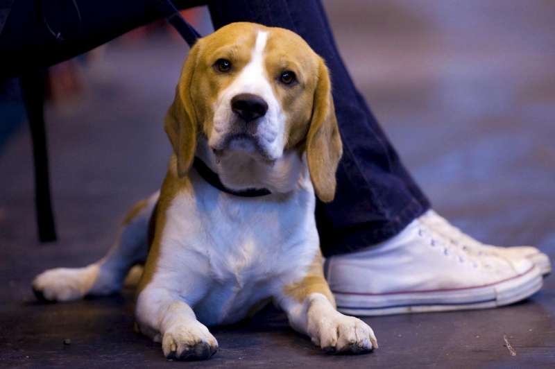 Imagen de archivo de un perro de la raza Beagle. EFE/Lee Sanders

