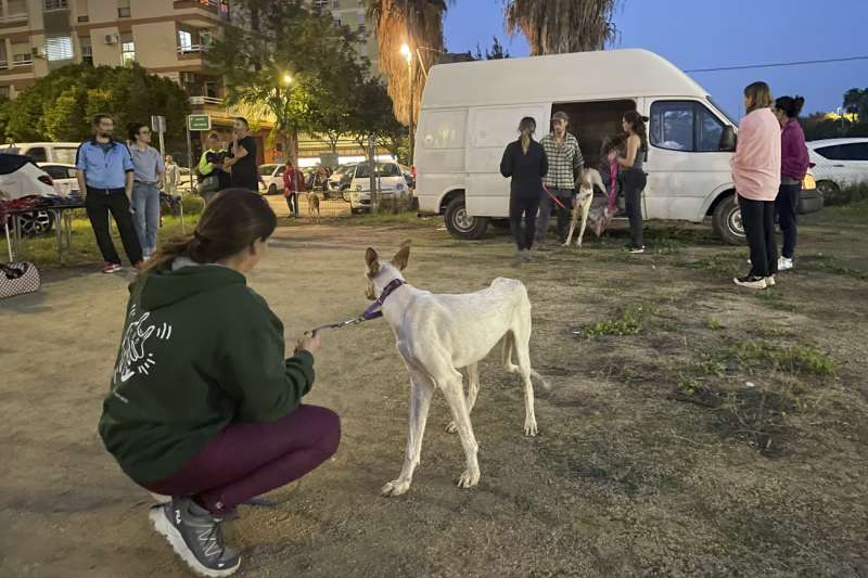 Los animales son tambin vctimas de la DANA. EFELoli Benlloch
