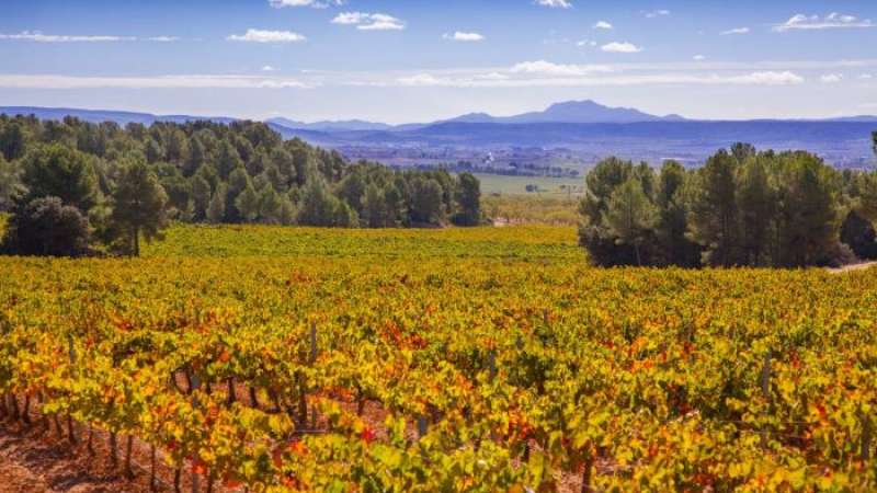 Viedos de Tierra Bobal en la Mancomunidad del Interior Tierra del Vino.  EPDA