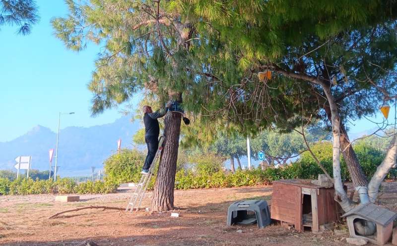 Un agent durant les tasques de tractament de la procession�ria en els pins de Quart de les Valls.  EPDA
