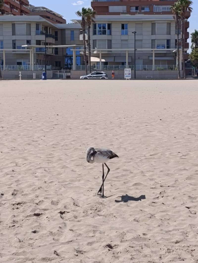 El flamenco en la playa de La Patacona. EPDA