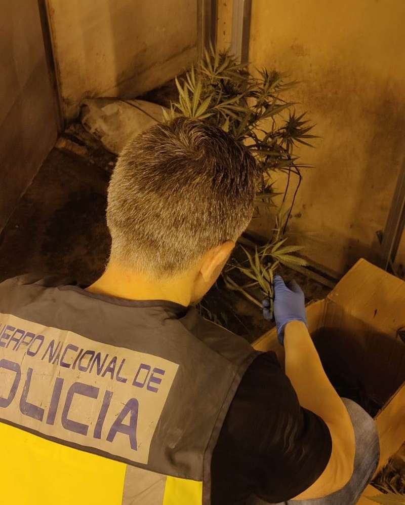 Un agente de policía examina las plantas. EPDA