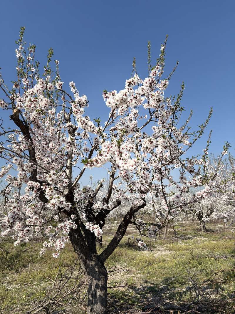 Casinos, almendros en flor.