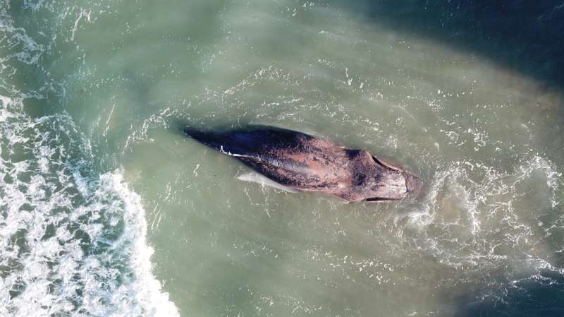 Imagen facilitada por la Fundación Oceanogràfic de la ballena varada que finalmente ha muerto en Tavernes de la Valldigna (Valencia). /EFE