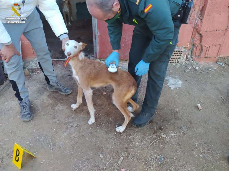 Uno de los perros robados, en una imagen de la Guardia Civil.
