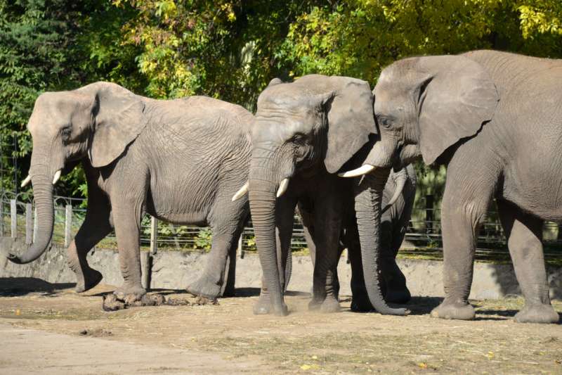 BIOPARC Valencia traslada una elefanta preada a Hungra dentro del programa para garantizar la supervivencia de la especie africana | EPDA