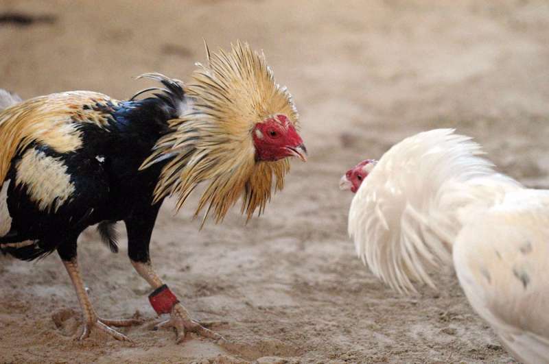 Imagen de una pelea de gallos. /EPDA