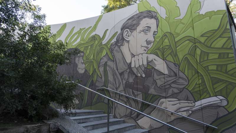 Mural dedicado a Jane Goodall. /EPDA