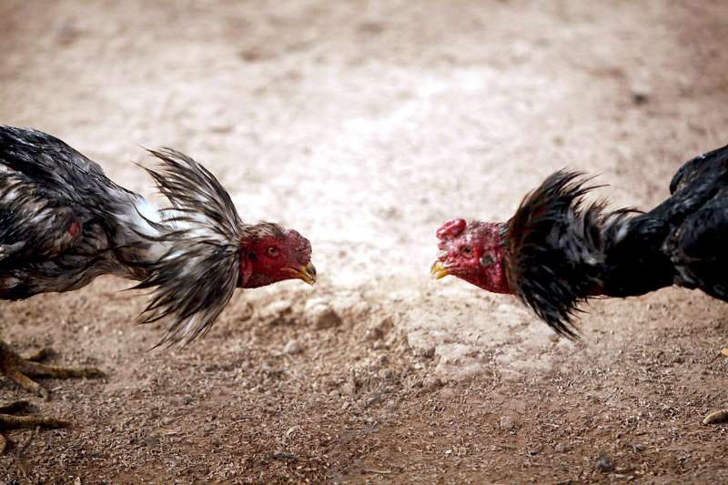 Dos gallos durante una pelea. Archivo/EFE/Guo Xin
