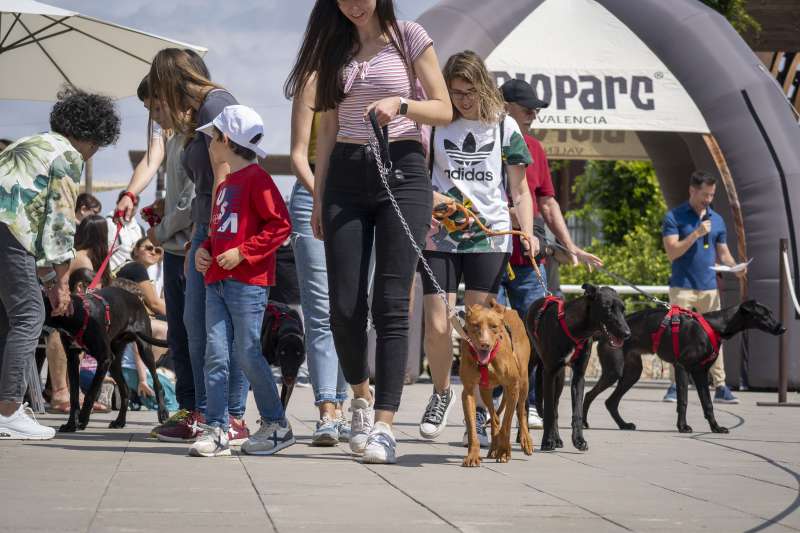 Momento durante el desfile solidario de perros AUPA.EPDA